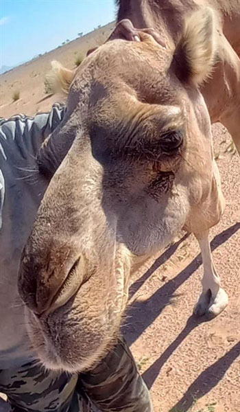 Close up photo of a camel